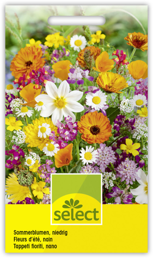 Fleurs d'été, mélange nain